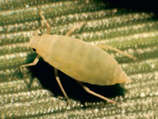 Russian wheat aphid (Diuraphis noxia). CREDIT: Frank Peairs, Colorado State University, Bugwood.org