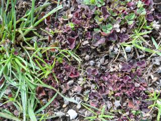 A patch of red and dying sub-clover.