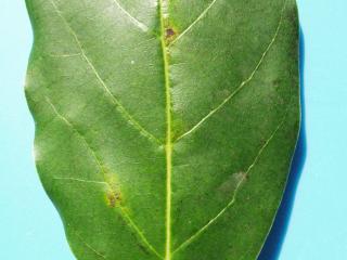 Purple discolouration adjacent to veins on the upper side of an avocado leaf by feeding of six-spotted mite