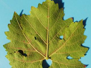 Reddening of area adjacent to leaf veins on underside of red grape variety from feeding by six-spotted mite