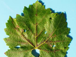 Reddening adjacent to leaf veins on upper side of red grape variety from feeding by six-spotted mite