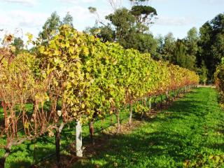 Near panel of grapevines defoliated by six-spotted mite with next panel protected with a miticide