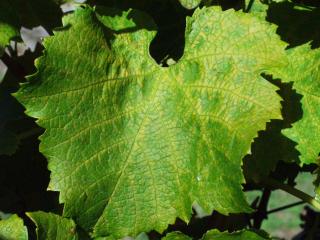 Yellowing adjacent to leaf veins on upper side of white grape variety by feeding of six-spotted mite