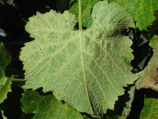 Yellowing adjacent to leaf veins on underside of white grape variety by feeding of six-spotted mite