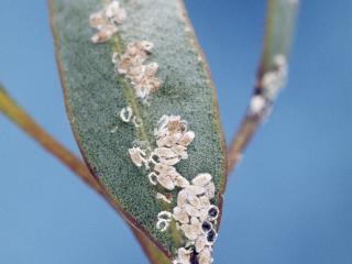 White markings, which are scale insects, on a eucalyptus leaf.