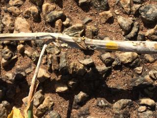 Sclerotinia stem infection on a canola plant