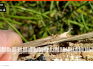 A screenshot of the Managing sclerotinia podcast