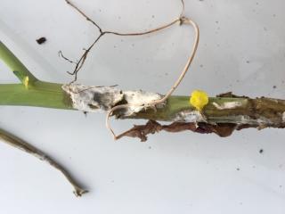 Sclerotinia stem rot on a canola plant stem