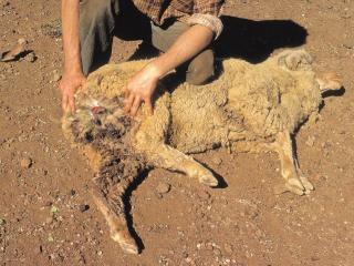 Dead sheep that has been attacked at hind end with man inspecting injuries.