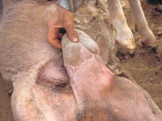Scrotum of ram showing scars from a previous wild dog attack.