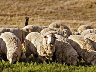 Targeted grazing using sheep