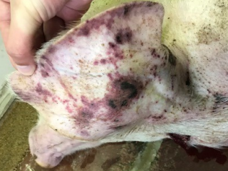 Image 1: Blotchy skin lesions on the ear of affected pig