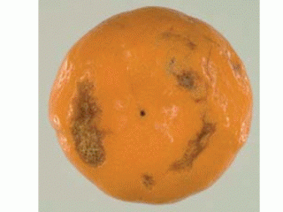 Imperial mandarin fruit showing watermark
