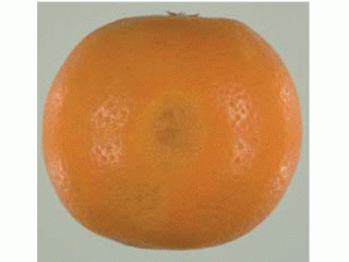 Oleocellosis damage on mandarin
