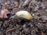 The hedgehog slug is often present in high rainfall areas and has recently been recorded in WA