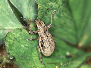 An adult small lucerne weevil