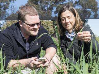 Reserchers with smart phone in green crop