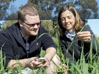 Department of Agriculture and Food development officer Dusty Severtson and plant virologist Brenda Coutts are using smart technology to develop new tools for grain growers to better manage pests and diseases.