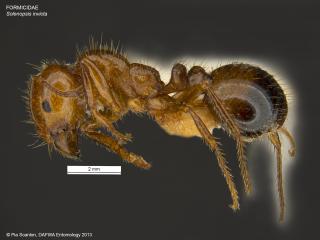 Lateral diagnostic image of Red Imported Fire Ant (RIFA)