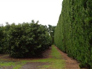 well pruned dense natural windbreak of solid foliage down to the ground