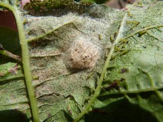 Eggs have hatched from a cluster caterpillar egg mass and early stage larvae feeding