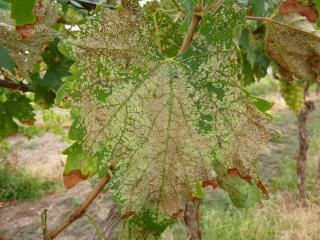 Feeding by early stage cluster caterpillar larvae results in a lace like pattern on leaves