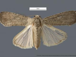 Female fall armyworm moth
