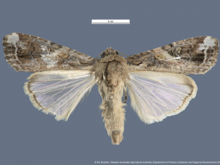 A male Fall armyworm moth.