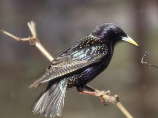 Keep an eye out for starlings