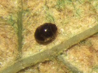 Adult Stethorus beetle that feeds on mites