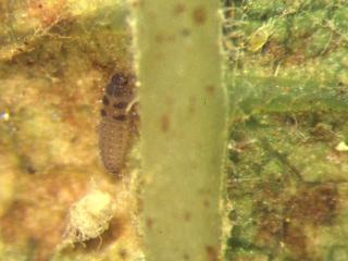 Larval stage of Stethorus beetle also feeds on mites