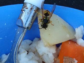 European wasp on a piece of potato in a bowl of rice and stew