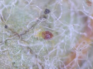 Stigmaeid predatory mite feeding on ERM mite on apple leaf