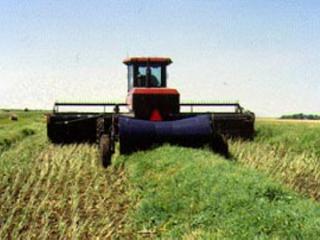 Swathing canola may cut off weed seed heads to allow weed seed destruction