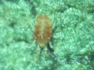 In cooler times of the year two-spotted mite adults enter an overwintering stage which is orange