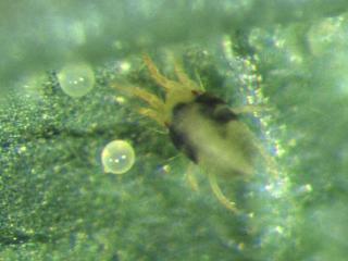 Two-spotted mite adults have a dark band on each side of their body and their eggs are spherical