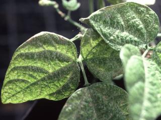 Leaves heavily infested with two-spotted mite are mottled yellow-green and mites produce webbing