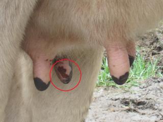 Sores on the teat in a cow with foot-and-mouth disease in Nepal