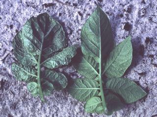 Thrips damage to leaves in young potato crop - left damaged, right unaffected.