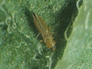 Palm thrips adult. Photo courtesy IPM Images USA