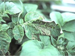 Tomato spotted wilt virus symptoms on potato leaf