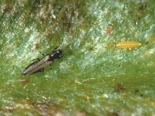 Tomato thrips aduilt blck) and nymph yellow)