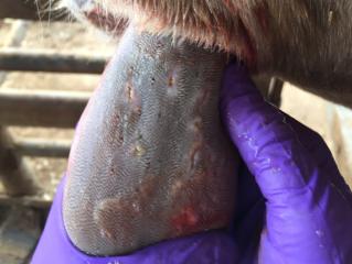The tongue of the same cow, showing erosions