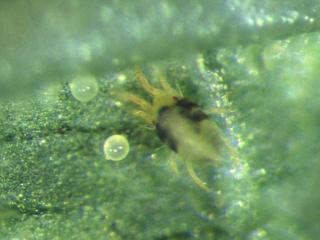 Two-spotted mite adult with black patches on each side and eggs