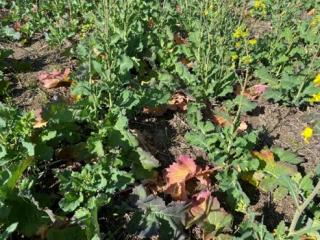 A canola crop displaying Turnip yellows virus symptoms