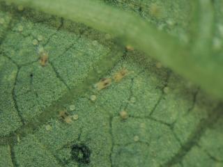 Leaf with small mites.