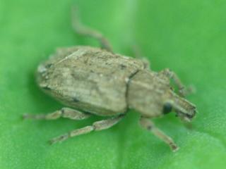 A close up photo of a vegetable weevil adult on a canola leaf.