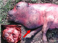 Aborted calf with distended throat. Inset: skin removed to show large thyroid goitre.