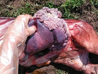 Swollen purple liver in aborted calf