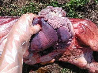 Congested liver and spleen in aborted calf.